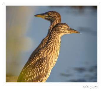 Black-crowned night heron 2.jpg